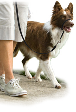 PetSafe Gentle Leader Headcollar for Dogs Multiple Sizes Dog