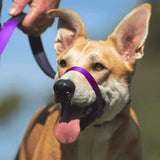 Canny Collar Dog Head Collar, multiple sizes