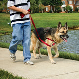 PetSafe Easy Walk® Harness, No Pull Dog Harness, Multiple Sizes